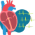 echocardiogram